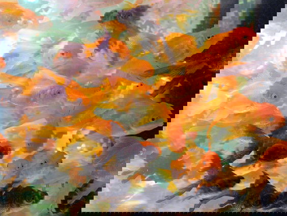 Goudvissen horen niet in een meertje