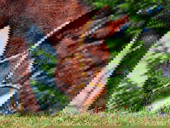 Ouderen lenen zich steeds vaker voor geldezel