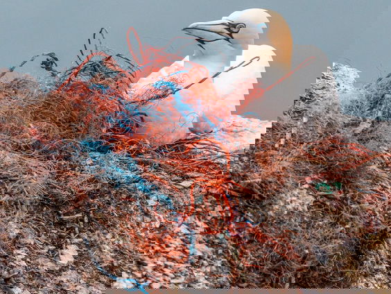 Zero Waste Nederland