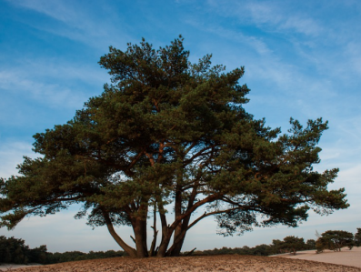 Yvonne in de zandbank van Soest