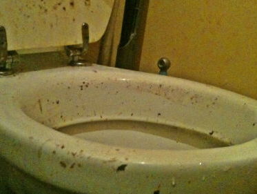 Wereldtoiletdag (zondag). 10 interessante toilet feitjes