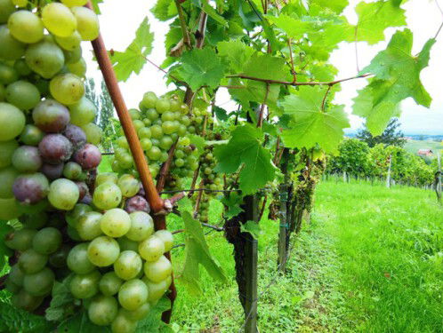 Droogte goed voor Nederlandse wijn