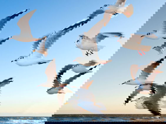 Nico de Haan over zijn 'De gewiekste vogelgids'