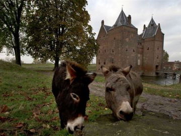 Hoe zit dat? "Zo dom als een ezel"