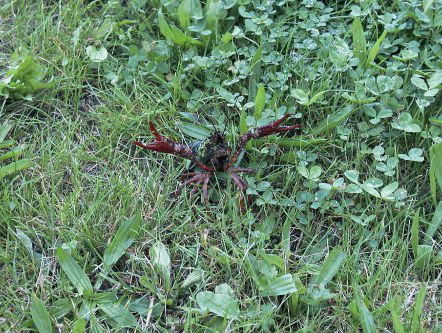 Er heerst een rivierkreeftenplaag. Hoe lekker is dat?