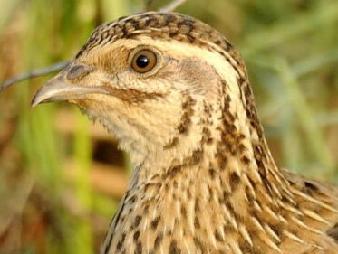 Hoe zit dat? "Zo doof als een kwartel"