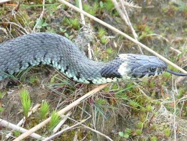 Martine Dubois op zoek naar reptielen