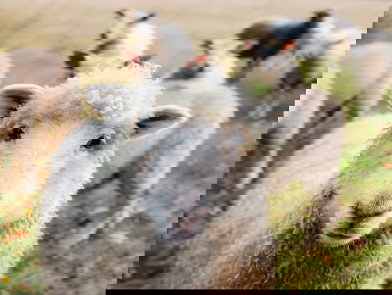 Tijd voor een andere, christelijke kijk op dieren