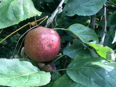 Eet Nederlandse appels!