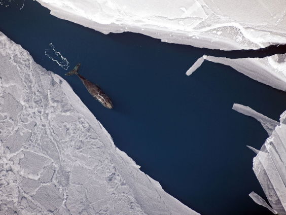 Lang Leve de IJswalvis! (2)