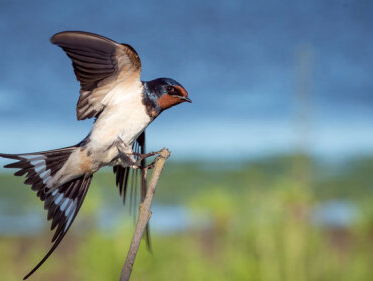 Herken de vogelgeluiden