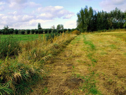 Peelrandbreuk opgegraven in Uden