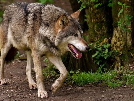 We hebben de wolf nodig!