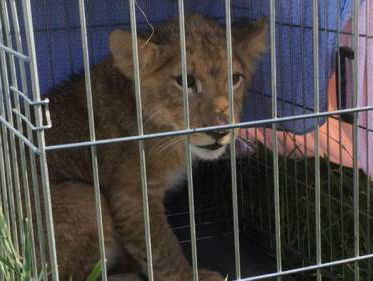 Ontsnapte leeuwen keren zelf terug naar hun verblijf