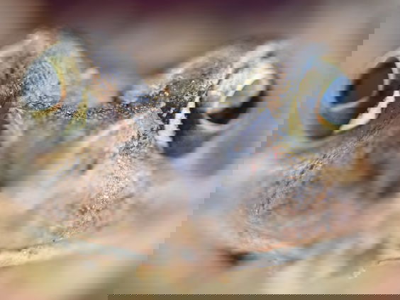 De paddentrek begint eerder door het warme weer! Boswachter Harco helpt bij oversteken