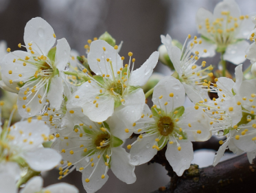 Bloemetjes in Brussel in het wegdek