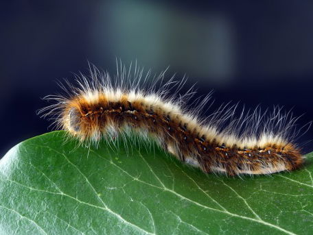 Welk rupsje is Nederland spuugzat?