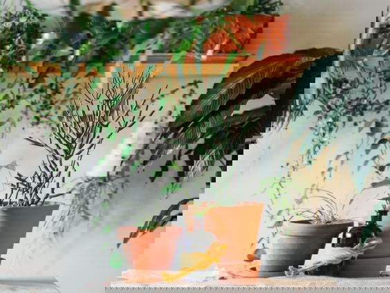 STEKKER: Voor iedereen een plant in huis!