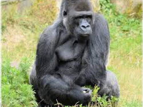 nieuwe mensaap ontdekt