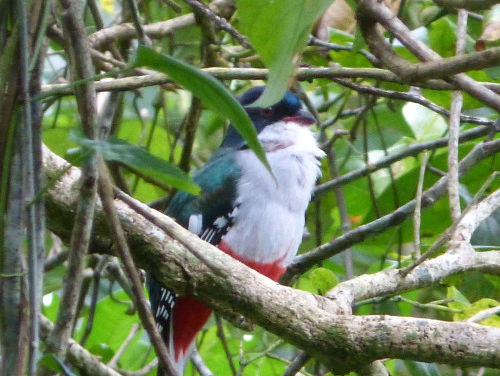 Nog nooit in Nederland geziene Trogons bij vogelopvang in Erica