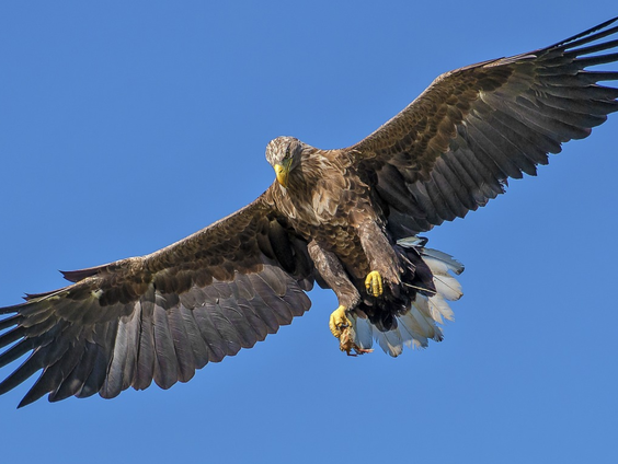 De zeearend voelt zich thuis in Nederland