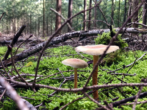 Paddenstoelen schieten letterlijk de grond uit!