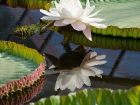 Grootste waterlelie ter wereld na twee jaar in Oude Hortus in bloei