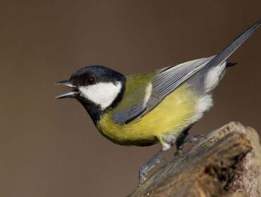 Koolmezen hebben een persoonlijkheid weet Kees van Oers