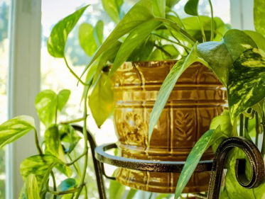 kerstboom eruit, kamerplant erin