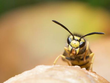 Waarom je niet alle wespen moet doodslaan