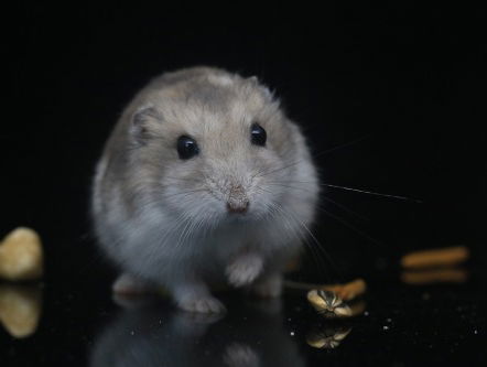 Honderden knaagdieren naar Den Haag na moord in Frankrijk