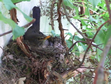 Het slotakkoord van de winter heeft geklonken en het woord is nu aan de lente