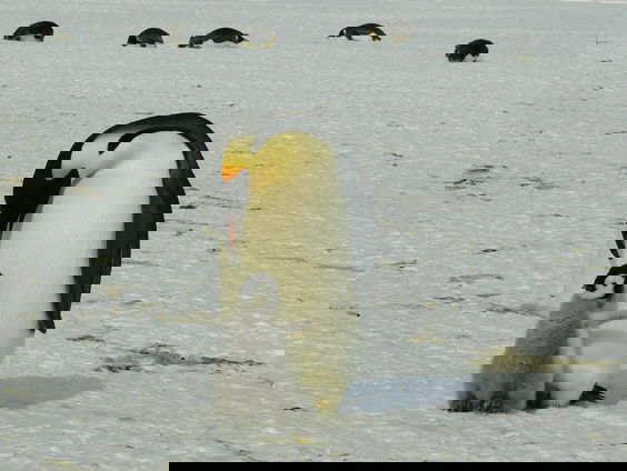 Antarctica het nieuwe Groenland?