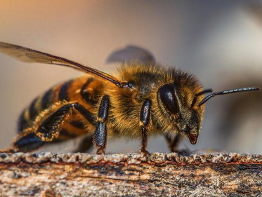 Martine Dubois neemt ons mee naar de bijen