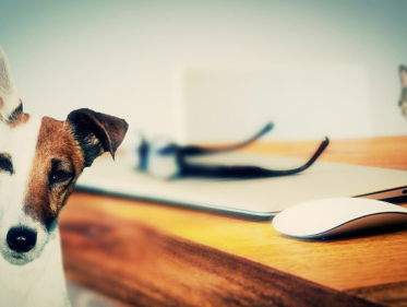 De natuur in: dieren met toekomstplannen