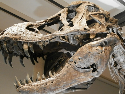 Mysterieuze gaten in schedel T-Rex