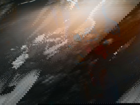 De beste trouwfotograaf ter wereld komt uit Amersfoort