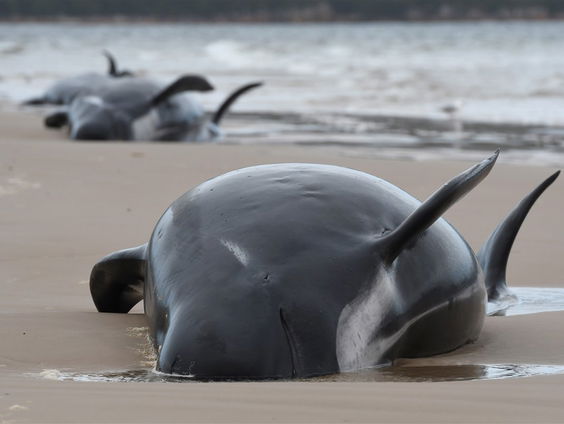 Walvissen spoelen massaal aan in Tasmanië