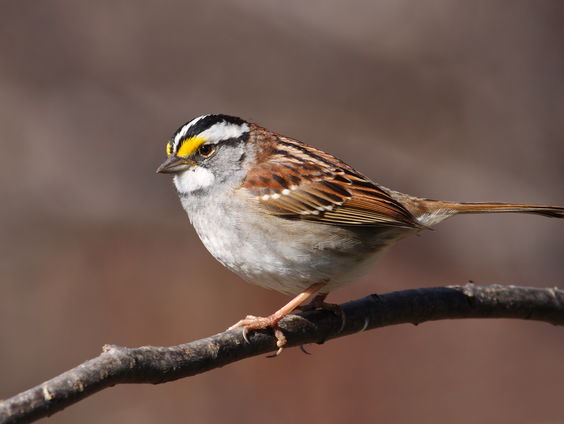 De Witkeelgorzen zingen een nieuw lied