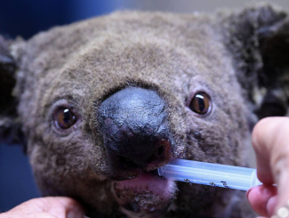 'Pray for Australia'