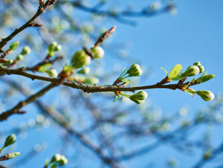 In Moldavië vieren ze uitgebreid de lente