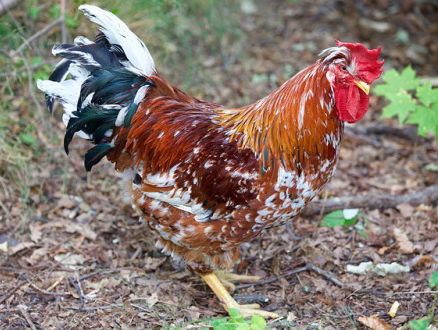 Binnenkort in de winkel: de hanenburger van Kipster