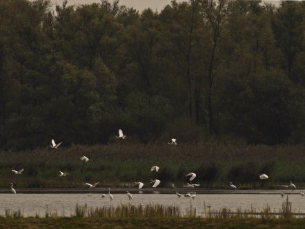 De wondere natuur in de Biesbosch