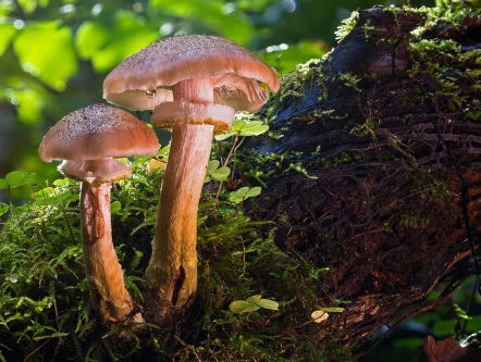 Bang voor paddenstoelen? 'Niet nodig'