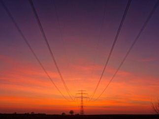 Verduisterduif nu te zien in Natuurhistorisch Museum
