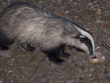 Vrolijke goedzakken zijn het toch, die dassen!
