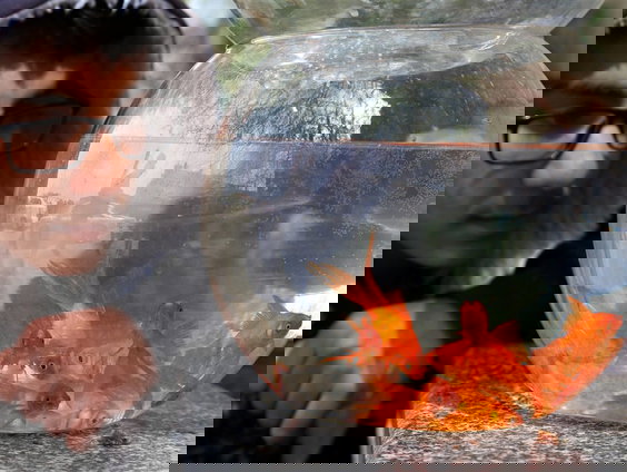 Spoel niet zomaar je goudvis door de gootsteen!