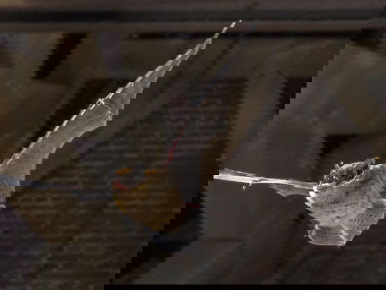 Vandaag en morgen is de Nationale vleermuistuintelling!