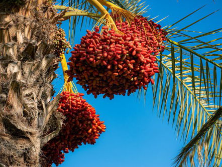 De Joden vieren nu al hun Nieuwjaar