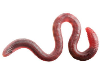 Bevroren wormen tot leven gewekt